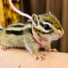 可愛いお顔にメロメロッ♡シマリス(女の子)