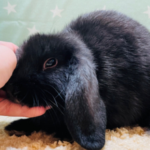 【動画更新🪄】まっくろくろすけ🖤甘ったれうさぎ♡ロップイヤーラビット(ブラック) 女の子