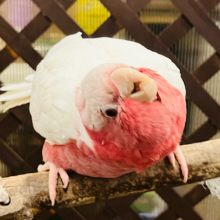 中、大型インコフェア☆　ツンデレ界の女王様♡♡モモイロインコ(ルチノー) 女の子