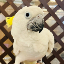 【動画更新🪄】たくさん甘やかしてね？♡アオメキバタン(女の子)