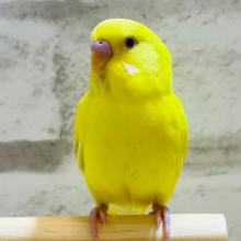 黄色いたまごの妖精さん🧚‍♀️🫧セキセイインコ(ルチノー)