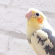 熱い視線でアピールです♡オカメインコ(パイド)