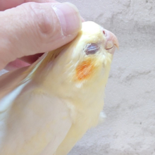 このコの魅力、気づいてますか…？♡オカメインコ(ルチノー)