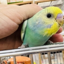 ①黒い模様が素敵ステキ！？レイボースパングルセキセイインコ入荷！