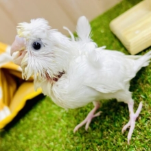 😋😋😋ガンガン行こうぜ～～！✨積極的きらーうぃんく✨✨✨　羽衣セキセイインコ　　ダブルファクター