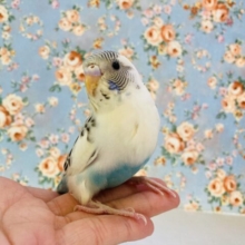 最新画像🌟へへへん❤︎ ⁾⁾とってもステキなの❤︎ˊᗜˋ* 手乗りセキセイインコ(ホワイトハルクイン)🗽✨