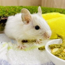 ちょこっと揚げパン🍞色に～～めろかわデグーくん🍞　デグー　サンドパイド　男の子