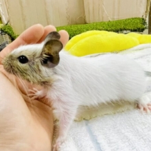 ぷくぷく🤍おまんじゅうデグーになりたい⚪️⚪️💓　デグー　パイド　男の子