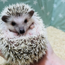 手の上で丸くなっちゃう♡ハリネズミ(シナモン) 女の子