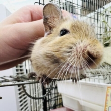 画像更新☆のんびりマイペース💙デグー(サンド)