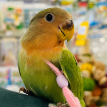 肩乗り練習中♪コザクラインコ(オパーリン)