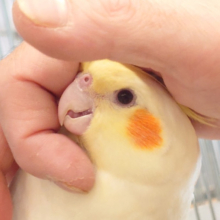 甘えだしたら止まらない♡オカメインコ(ルチノー)