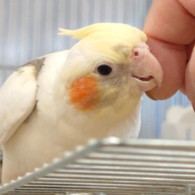 甘やかしが止まりませんっ♡オカメインコ(パイド)