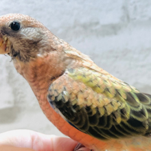 【最新画像・動画更新🪄】ブラック＆ピーチが最高の組み合わせ🖤🩷アキクサインコ(ローズ) ヒナ