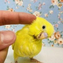 輝く美鳥さん💛⋆* 激甘ｷｭｰﾃｨｰｾｷｾｲちゃん🔆