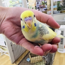 ②パステルレインボーパイドのセキセイインコ入荷！その2