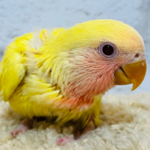 フレッシュ果汁🍋ピンクグレープフルーツ‪☆コザクラインコ(ルチノー) ヒナ