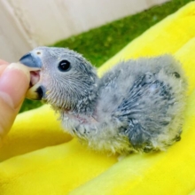 ブルベかな？🤭🍨🩵クールにきめたいコザたん　コザクラインコ　モーブ