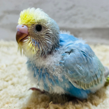 水色好き集まれっっ🩵🩵セキセイインコ(レインボー) ヒナ