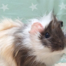 モヒカンヘアーはいかが？‪☆アビシニアンモルモット(男の子)