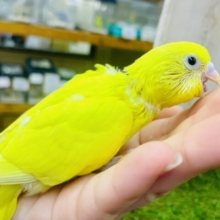 ムーンナイト🌕インコ🌕🌕🌕　セキセイインコ　ダブルファクター