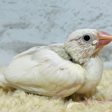 背中のグレーはヒナの特権♪白文鳥 ヒナ