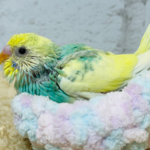 弾けちゃう🫧クリームソーダちゃん🍬セキセイインコ(パステルカラーレインボーパイド) ヒナ