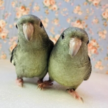 最新画像🌟和む~癒される~❤︎тωт 手乗りサザナミインコ(モーブ)さん🪶✨