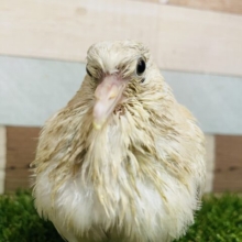 ぽっぽっぽ〜♪食欲満点☆元気っ子！ジュズカケバトのヒナ！！