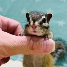 わんぱく‪☆好奇心旺盛ちゃん♡シマリス(女の子)