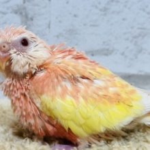 美♡美♡美〜♡見る度にため息が出ちゃう♡♡アキクサインコ(ルビノー) ヒナ