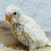 おべんとつけて、ドコ行くのっ♪セキセイインコ(ダブルファクター) ヒナ