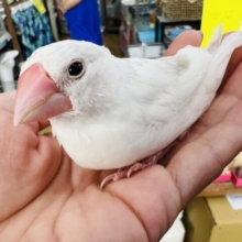 画像更新☆飛んでくるよ🪶白文鳥慣れました❤