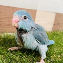 最新画像あります✨ヒナだけどパッチリおめめの美鳥さん👀マメルリハインコ女の子💕