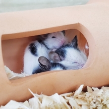 ちいさくてかわいい人気者！パンダマウスがやってきた～！
