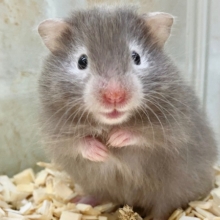 セーブルハムスター　人気カラーのふわふわちゃんです！