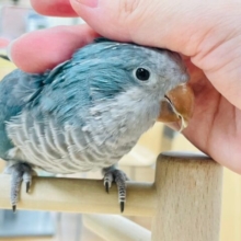 【最新画像更新🪄】おめめくりくり♡オキナインコ(ブルー) ヒナ