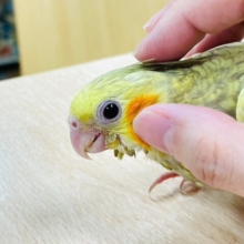 【最新画像更新🪄】淡いカラーが素敵な子！オカメインコ（シナモンパール）