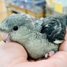 【最新画像更新🪄】かっこいい魅力のあるカラーです♡サザナミインコ（モーヴ）ヒナ