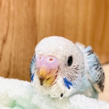 あざといお顔の暴れん坊ちゃん♡セキセイインコ（オパーリン）ヒナ