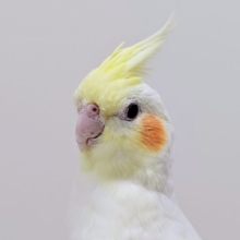 【最新画像更新2024年06月21日】優しいお顔が可愛すぎっ♡オカメインコ（ルチノー）