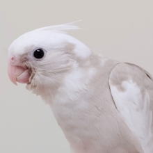【最新画像更新2024年06月23日】柔らかいカラーにホワイトフェイスが魅力的✨オカメインコ（ホワイトフェイスシナモンパイド）