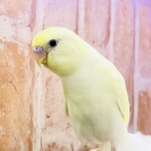 【最新画像更新☆☆】レモンスカッシュ！！　セキセイインコ