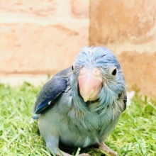 【最新画像更新☆☆】小さい体にモリモリご飯をつめて・・・　マメルリハインコ