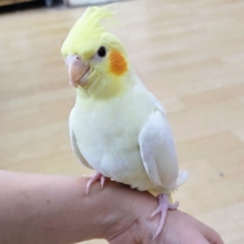 最新画像更新❤希望がいっぱい☆きらきらのオカメインコ（ルチノー）