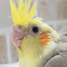 たまらないミルキーな色合い～👑 オカメインコ(シナモンパイド)