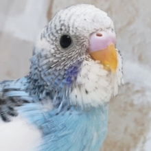 キレイな青空ブルー🩵 セキセイインコ(ブルーパイド)