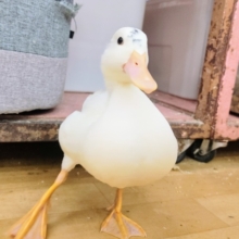 ちょこっとブチさん✨コールダック入荷しました❤