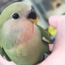 🌟最新画像🌟 キレイな緑と赤の色合いが魅力～🌸 コザクラインコ(ノーマル)