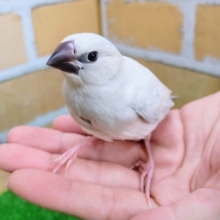 残り1羽❤ピチピチのシルバー文鳥が！やってきた☆